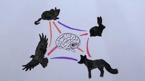 Detecting spatiotemporal interactions between species from camera trapping data