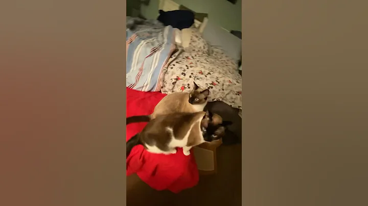 Video 11616391: siamese cats catlover, kitty sleeping