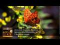 Amilcare Castore Zanella Sonata in La magg. op 72 .mov