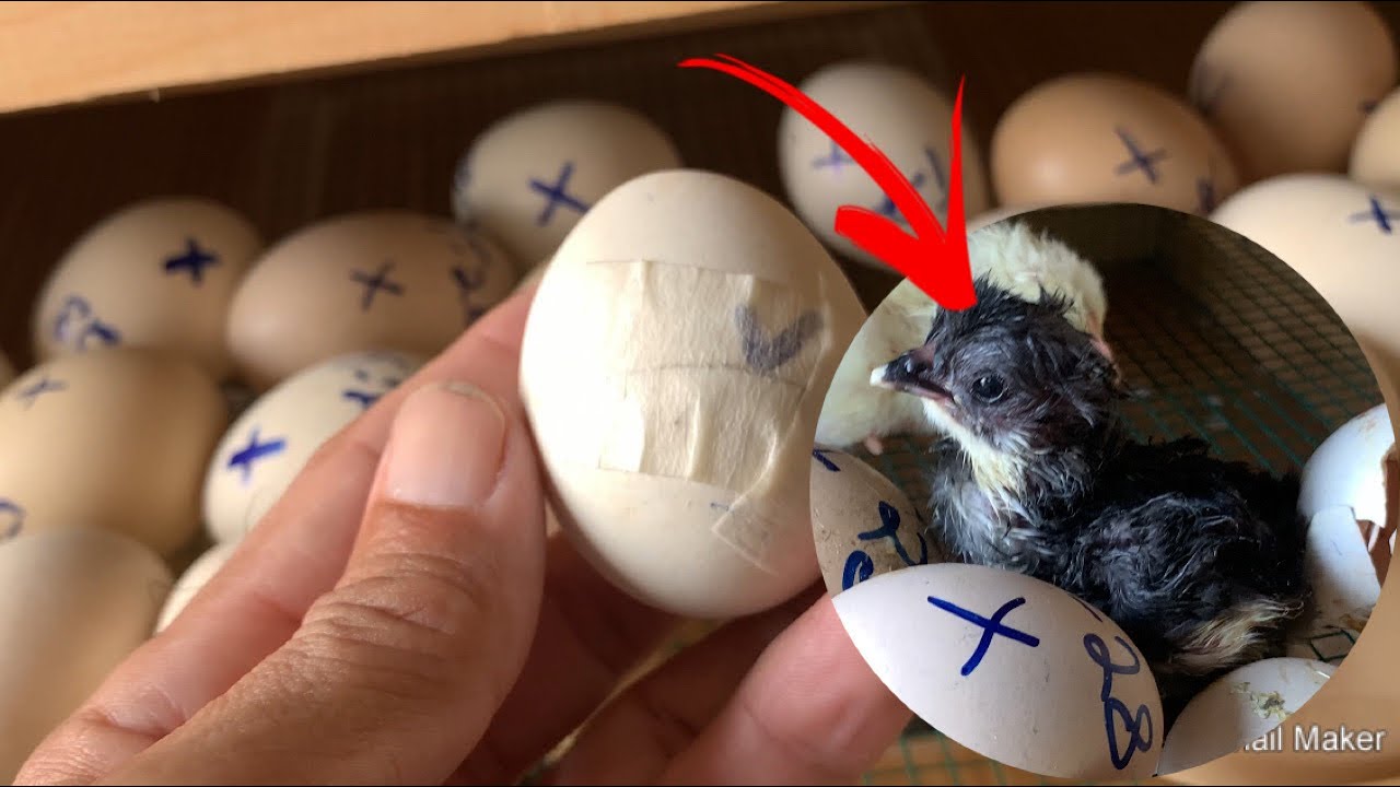Chick hatched from a BROKEN Egg ! Rescuing Broken Egg YouTube