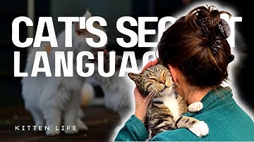 The Secret Language of Cats: How They Understand Other Cats and Humans