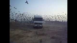 Solta em Vendas Novas, 29/06/2013