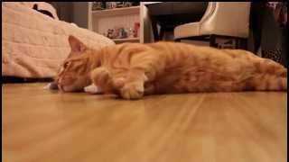 Tigger being a cat by mackigger 26,943 views 10 years ago 1 minute, 58 seconds