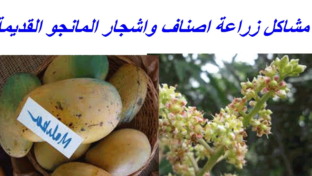 زراعة المانجو فى مصر ومشاكل زراعة اصناف واشجار المانجو القديمة