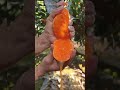 اجود وافتخر انواع البرتقال في العالم