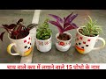 15 Plants to grow in Cups / coffee mugs with names | चाय वाले कप में लगाने वाले 15 पोधो के नाम