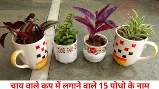 15 Plants to grow in Cups / coffee mugs with names | चाय वाले कप में लगाने वाले 15 पोधो के नाम