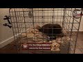 Fix Puppy Crate Anxiety Stop Screaming & Barking Fast