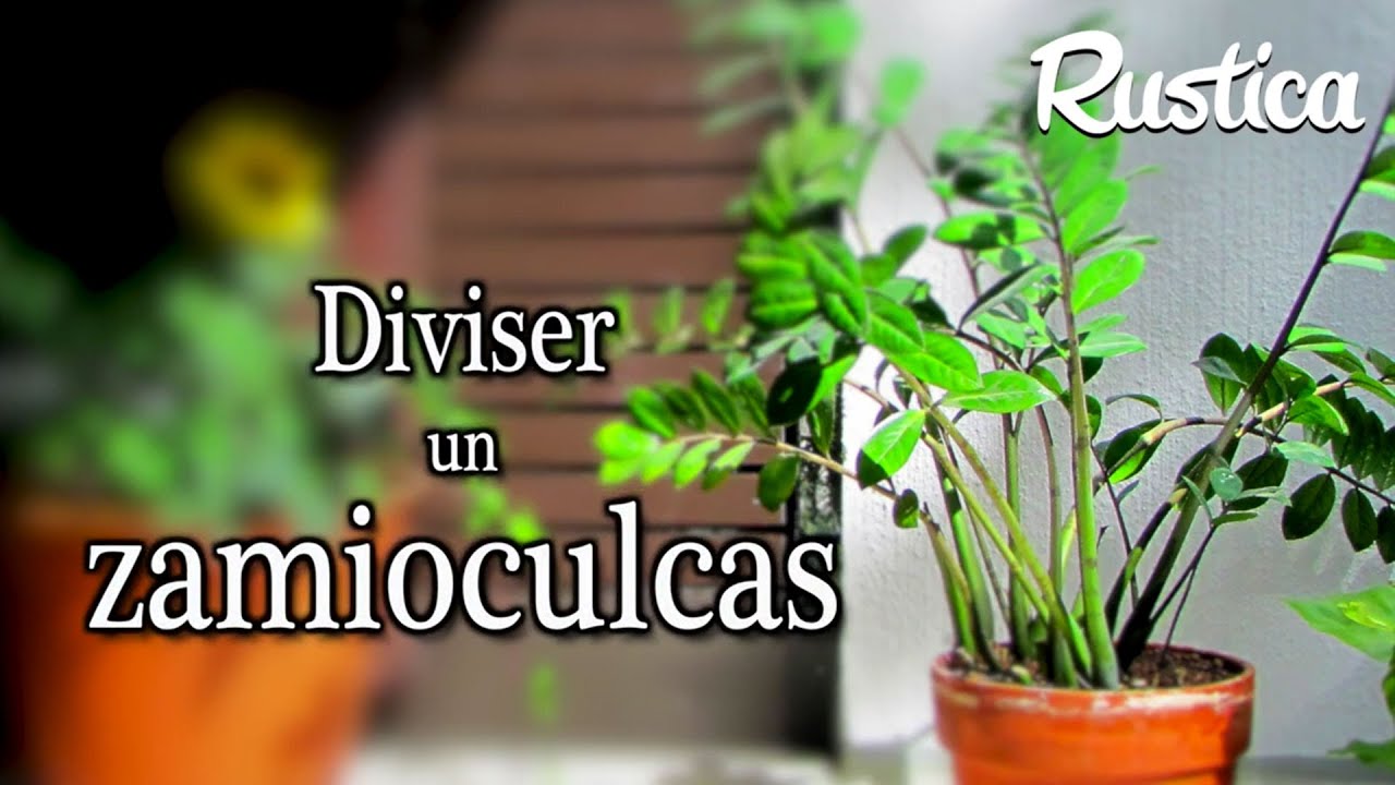 Multiplier un Zamioculcas (ZZ) par division