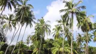 Sri Lanka.Where to go? Places and sights to see. Шри-Ланка. Что посмотреть? Достопримечательности видео Шри Ланка. Обзор страны. Достопримечательности, традиции и многое другое. Вокруг света