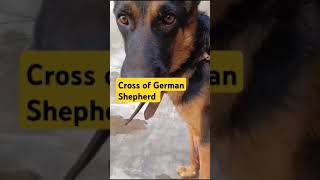 German Shafered Lovers Latif Ur Rehman