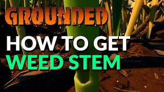 How to get Weed Stems | Grounded