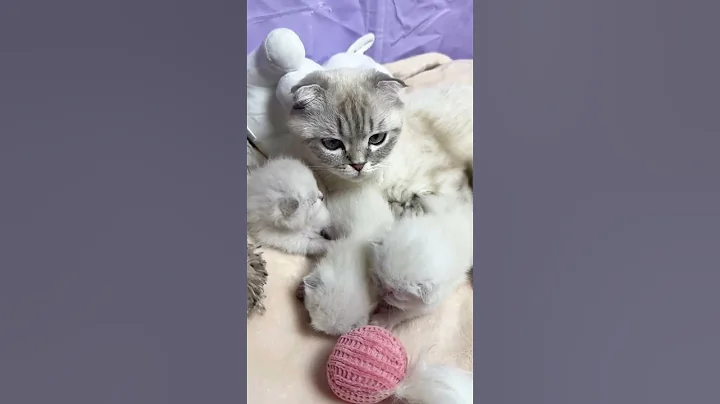 Watch the video about Scottish Fold cat mom purrs and watches over her cute blind kittens #asmr #catvideo #kittens