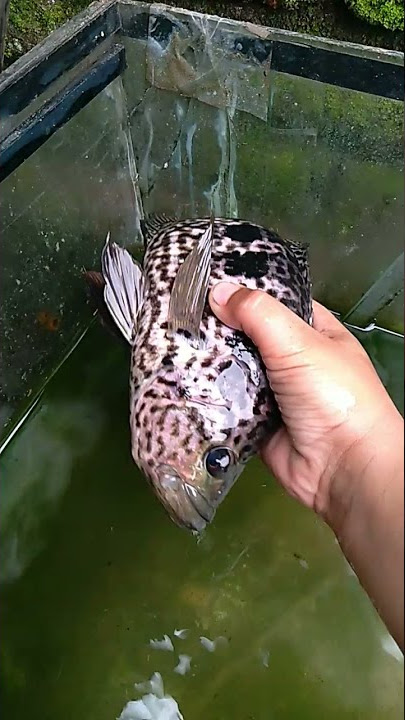 ikan jaguar