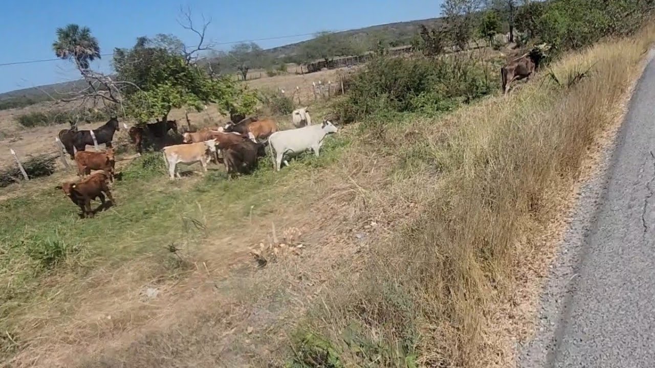 Беглый отпуск #Пикник #Поездка с #Беженцем без маски 🤠 В Чамал Нуэво Тамаулипас, Мексика 🇲🇽