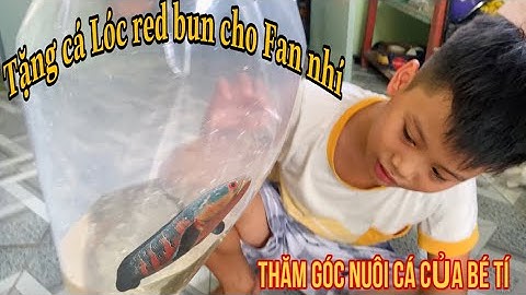 Tặng Cá Lóc Red Bun cho Fan  nhí Bé Tí -Thái Salem thăm góc nuôi cá Fan