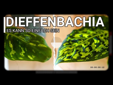 Video: Werden Dieffenbachia-Blätter nachwachsen?