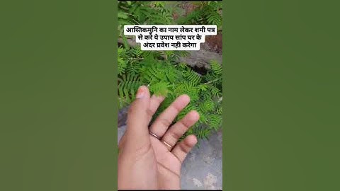 शमी पत्र से करे ये उपाय सांप घर के अंदर प्रवेश नही करेगा #pradeepmishra #upay #viral #mahadev #shiv