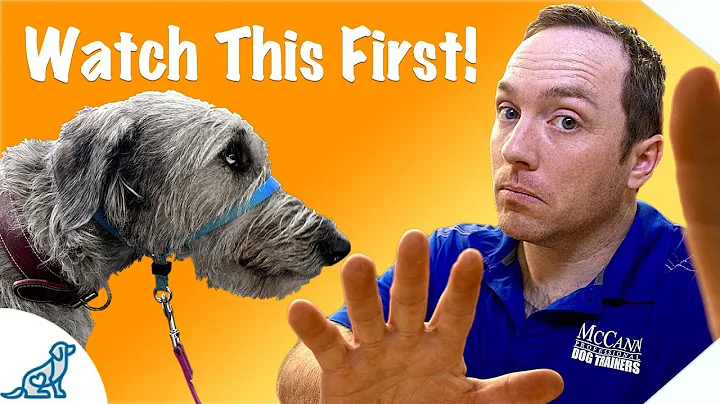 Before You Use A Dog Training Head Collar, Watch T...