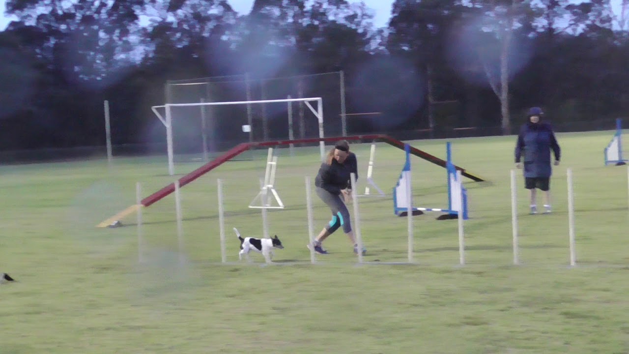 adaa dog agility