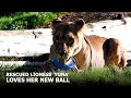 Rescued Lioness Yuna Plays With Her FIRST EVER Toy The Big Cat Sanctuary mp3