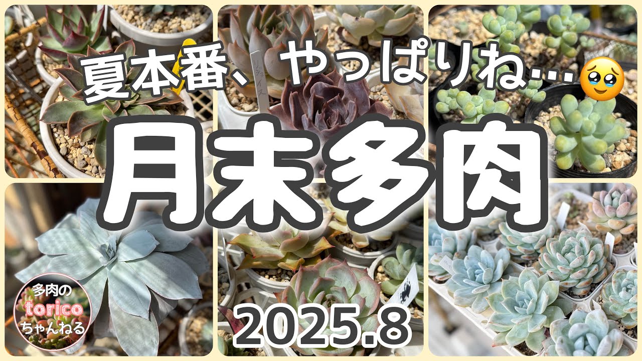 やっぱりそうなるよね…🥲【月末多肉】2025.8