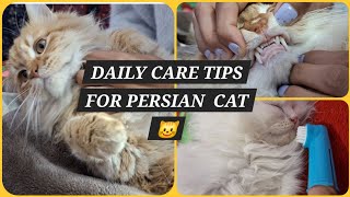 IMPORTANT TIPS FOR PERSIAN DAILY CARE ROUTINE ||Maintain oral hygiene  health of persian cat||