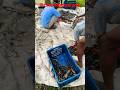 শিং মাছ বাছাই করা হচ্ছে। #subscribe #shortvideo #shots #like #share #fish #fishing #শিং_মাছ_চাষ