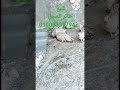         طائر الحجل للبيع عقود مصر السعوديه الجزائر نجومي