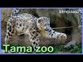 多摩動物公園のどうぶつたち(2018年4月10日) の動画、YouTube動画。