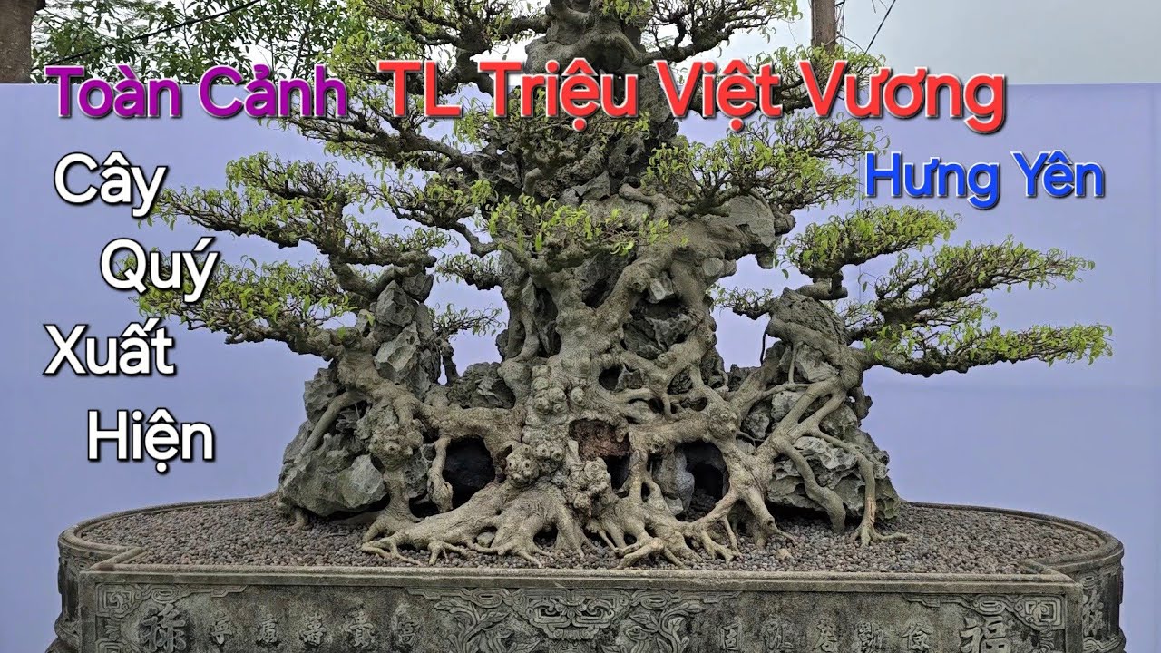 TOÀN CẢNH TL TRIỆU VIỆT VƯƠNG - HƯNG YÊN ngày thứ 2 Nhận Cây * RẤT NHIỀU CÂY QUÝ ĐÃ VỀ *.