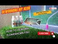 How to Deworm Flowerhorn Fish | Medicine from #fishdoctorindia