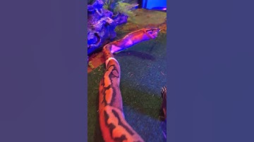 Python snake. Swallowed a live mouse | Mystic Animals #shorts