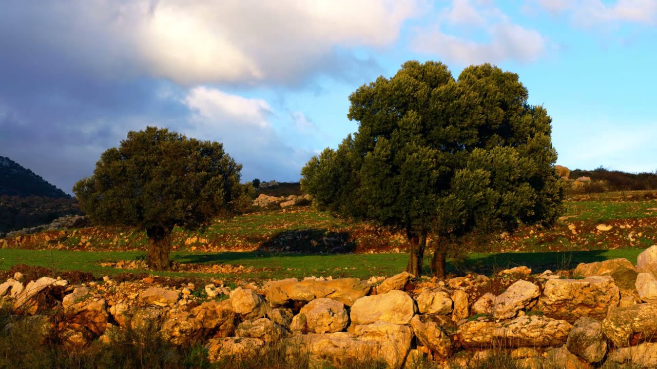 Trees In Field Rustling In Wind Stock Video Footage - YouTube