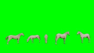 🐎🐎 WHITE HORSES 🐎🐎 MOTION BORDER💯| #greenscreen​ effects - chroma key animations Footage VIDEO*1080*