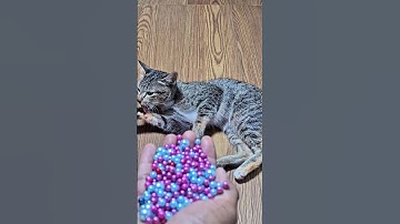 beads reverse 💫 cat asmr short video #cat #beads #asmr #reverse