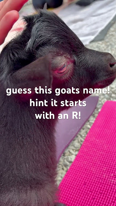 have fun!! #song #rock #music #pink #coversong #smartphone #finallygotit #goat