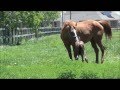 "Mai" Filly - horse birth