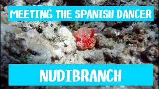 Meeting The Spanish Dancer Nudibranch