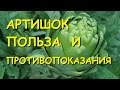 Артишок. Полезные свойства и противопоказания.