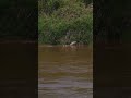 Crocodile attacks wildebeest in the Mara River in Serengeti, Tanzania