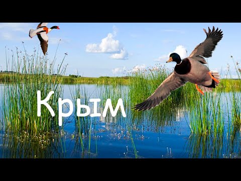 Крым.Открытие охоты на утку.Добыл неизвестную утку,помогите определить название.
