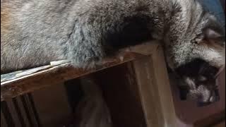 Download lagu Suara Musang Pandan Betina ( Unyi)