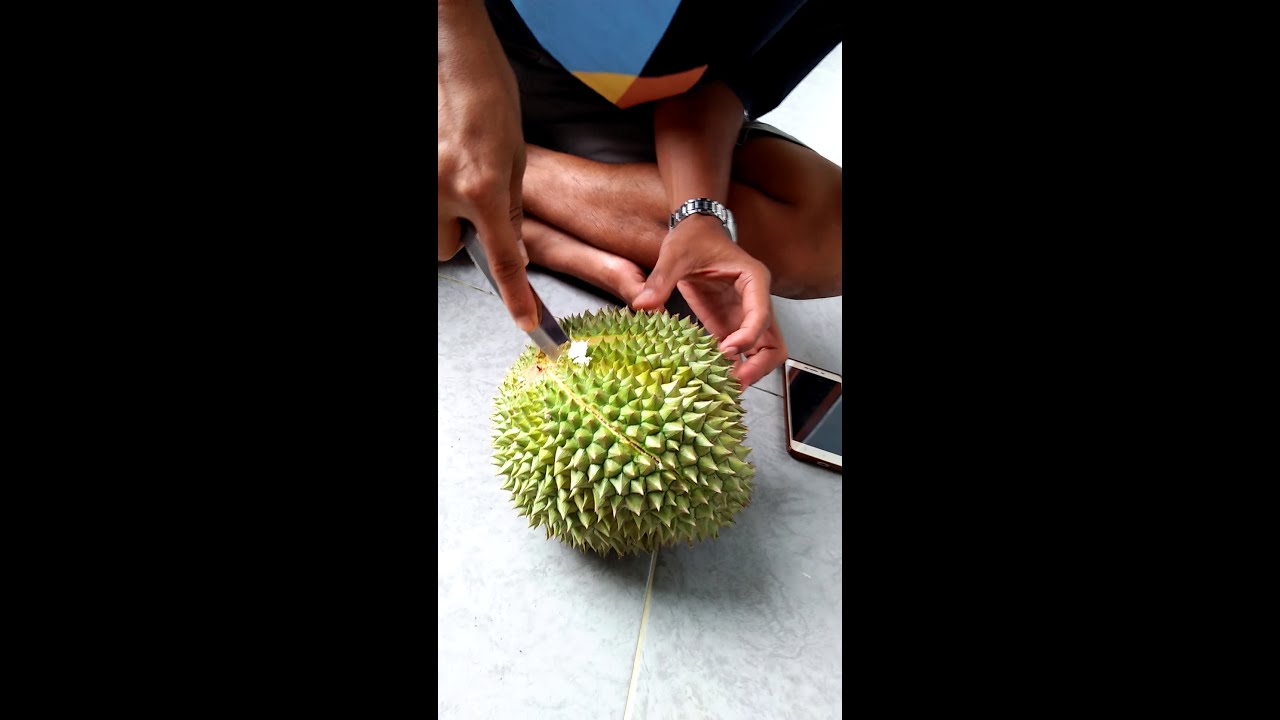 Durian Duri Hitam Malaysia : Benih Durian Duri Hitam Kedah - BENIH TOKO