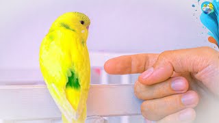 Happy & Healthy Birds: Quick & Easy Tips for Every Owner