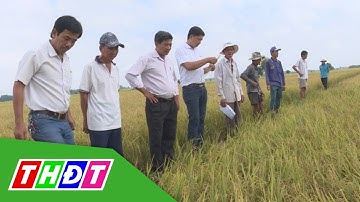 Duy trì tăng trưởng Nông nghiệp Đồng Tháp | Tái cơ cấu nông nghiệp | THDT