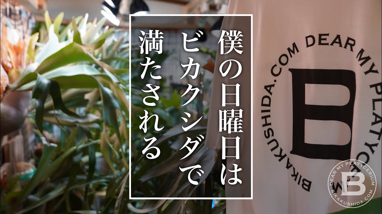 ビカクシダで満たされる僕の日曜日 観葉植物/コウモリラン - YouTube
