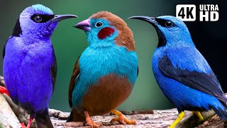 Magnificent Blue Birds | Stunning Nature | Relaxing Birds Sound | Symphony of Serenity  No Music