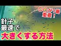 メダカの針子を早く大きくするには○○が超重要！針子が大きくならない原因と対策は？メダカ睡蓮ビオトープ