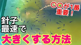 メダカの針子を早く大きくするには○○が超重要！針子が大きくならない原因と対策は？メダカ睡蓮ビオトープ